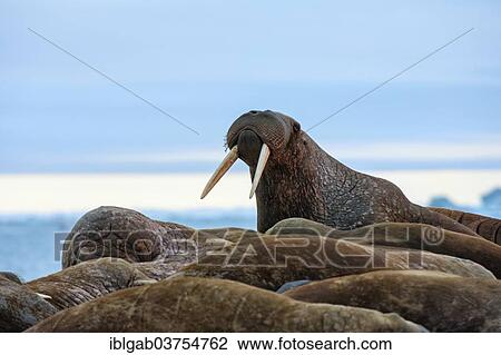 "Group of Walruses (Odobenus rosmarus), Wrangel Island, Far Eastern Federal District, Russia, Europe" View Large Photo Image Stock Image - "Group of Walruses (Odobenus rosmarus), Wrangel Island, Far Eastern Federal District, Russia, Europe". Fotosearch