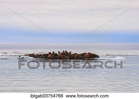 Stock Photograph - "Group of Walruses (Odobenus rosmarus) resting on an ice floe, Wrangel Island, Far Eastern Federal District, Russia, Europe". Fotosearch