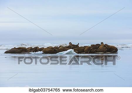 "Group of Walruses (Odobenus rosmarus) resting on an ice floe, Wrangel Island, Far Eastern Federal District, Russia, Europe" View Large Photo Image Stock Photography - "Group of Walruses (Odobenus rosmarus) resting on an ice floe, Wrangel Island, Far Eastern Federal District, Russia, Europe". Fotosearch