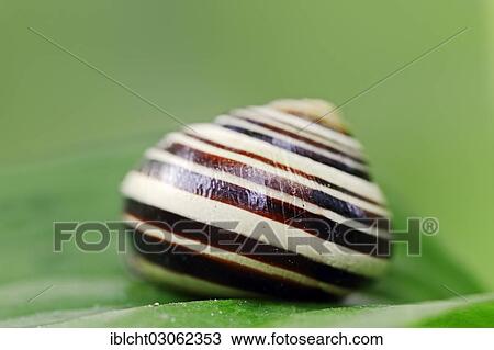 "Grove snail or brown-lipped snail (Cepaea nemoralis), North Rhine-Westphalia, Germany, Europe" View Large Photo Image Stock Image - "Grove snail or brown-lipped snail (Cepaea nemoralis), North Rhine-Westphalia, Germany, Europe". Fotosearch