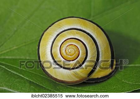 "Grove Snail or Brown-lipped Snail (Cepaea nemoralis), North Rhine-Westphalia, Germany, Europe" View Large Photo Image Stock Photography - "Grove Snail or Brown-lipped Snail (Cepaea nemoralis), North Rhine-Westphalia, Germany, Europe". Fotosearch