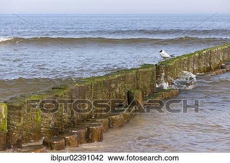 "Groynes on the beach of Koserow, Usedom Island, Mecklenburg-Western Pomerania, Germany, Europe" View Large Photo Image Stock Image - "Groynes on the beach of Koserow, Usedom Island, Mecklenburg-Western Pomerania, Germany, Europe". Fotosearch