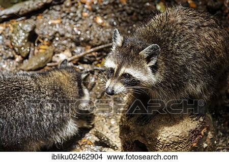 "Guadeloupe raccoon (Procyon lotor minor), endemic to Guadeloupe, Nationalpark Guadeloupe, Basse Terre, Guadeloupe, France, North America" View Large Photo Image Picture - "Guadeloupe raccoon (Procyon lotor minor), endemic to Guadeloupe, Nationalpark Guadeloupe, Basse Terre, Guadeloupe, France, North America". Fotosearch