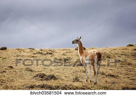 "Guanaco (Lama guanicoe), Torres del Paine National Park, Chile, South America" View Large Photo Image Picture - "Guanaco (Lama guanicoe), Torres del Paine National Park, Chile, South America". Fotosearch