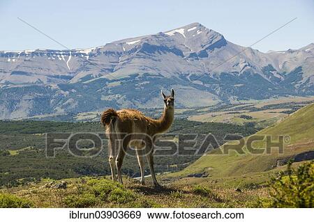 "Guanaco (Lama guanicoe), Torres del Paine National Park, Patagonia, Chile, South America" View Large Photo Image Stock Photo - "Guanaco (Lama guanicoe), Torres del Paine National Park, Patagonia, Chile, South America". Fotosearch