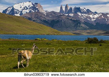 "Guanaco (Lama guanicoe), Torres del Paine National Park, Patagonia, Chile, South America" View Large Photo Image Stock Photo - "Guanaco (Lama guanicoe), Torres del Paine National Park, Patagonia, Chile, South America". Fotosearch