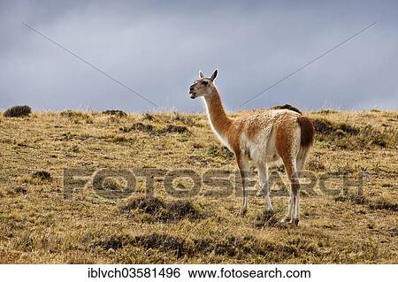 "Guanaco (Lama guanicoe), Torres del Paine National Park, Chile, South America" View Large Photo Image Stock Photograph - "Guanaco (Lama guanicoe), Torres del Paine National Park, Chile, South America". Fotosearch