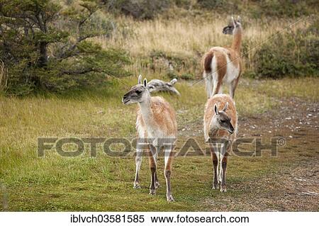 "Guanacos (Lama guanicoe), Torres del Paine National Park, Chile, South America" View Large Photo Image Stock Photography - "Guanacos (Lama guanicoe), Torres del Paine National Park, Chile, South America". Fotosearch