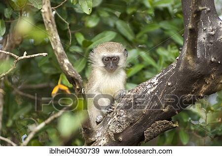 "Guenon (Cercopithecus) on the tree, iSimangaliso-Wetland-Park, formerly Greater St Lucia Wetland Park, Kwazulu Natal, South Africa, Africa" View Large Photo Image Stock Photo - "Guenon (Cercopithecus) on the tree, iSimangaliso-Wetland-Park, formerly Greater St Lucia Wetland Park, Kwazulu Natal, South Africa, Africa". Fotosearch