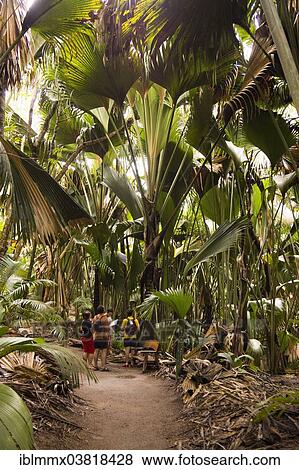 "Guided tour for tourists, Maldive Coconut or Coco de Mer (Lodoicea maldivica), an endemic species of palm tree, Vallee de Mai, Praslin, Seychelles, Africa" View Large Photo Image Stock Photo - "Guided tour for tourists, Maldive Coconut or Coco de Mer (Lodoicea maldivica), an endemic species of palm tree, Vallee de Mai, Praslin, Seychelles, Africa". Fotosearch