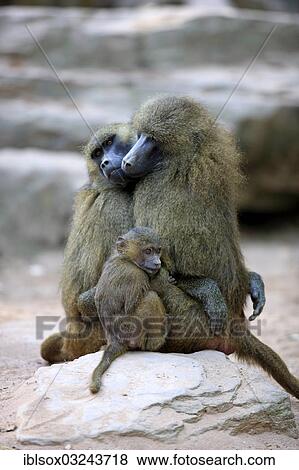 "Guinea Baboon (Papio papio), females and an infant, social behavior, native to West Africa, captive, Nuremberg, Middle Franconia, Bavaria, Germany, Europe" View Large Photo Image Stock Photo - "Guinea Baboon (Papio papio), females and an infant, social behavior, native to West Africa, captive, Nuremberg, Middle Franconia, Bavaria, Germany, Europe". Fotosearch