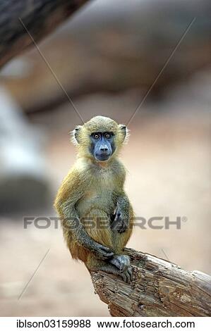 "Guinea Baboon (Papio papio), young, native to West Africa, captive, Nuremberg, Middle Franconia, Bavaria, Germany, Europe" View Large Photo Image Stock Photo - "Guinea Baboon (Papio papio), young, native to West Africa, captive, Nuremberg, Middle Franconia, Bavaria, Germany, Europe". Fotosearch