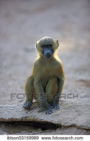"Guinea Baboon (Papio papio), young, native to West Africa, captive, Nuremberg, Middle Franconia, Bavaria, Germany, Europe" View Large Photo Image Stock Photo - "Guinea Baboon (Papio papio), young, native to West Africa, captive, Nuremberg, Middle Franconia, Bavaria, Germany, Europe". Fotosearch