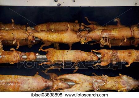 "Guinea pigs on a grill, Quito, Ecuador, South America" View Large Photo Image Stock Photography - "Guinea pigs on a grill, Quito, Ecuador, South America". Fotosearch