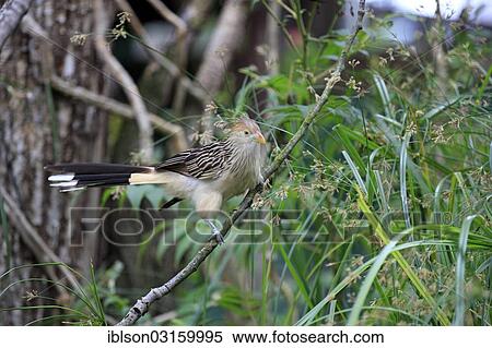 "Guira Cuckoo (Guira guira) adult, native to South America, captive, Heidelberg, Baden-Wurttemberg, Germany, Europe" View Large Photo Image Stock Photography - "Guira Cuckoo (Guira guira) adult, native to South America, captive, Heidelberg, Baden-Wurttemberg, Germany, Europe". Fotosearch