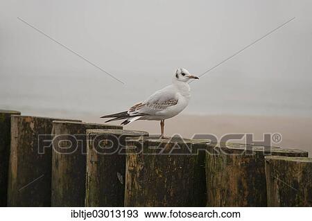 Gull on a Baltic Sea beach View Large Photo Image Stock Image - Gull on a Baltic Sea beach. Fotosearch