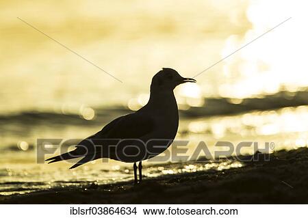 Picture - "Gull on the beach, silhouetted at sunrise, Schleswig-Holstein, Germany, Europe". Fotosearch