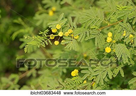 Stock Photo - "Gum Arabic Tree, Prickly Acacia or Thorn Mimosa (Acacia arabica, Acacia nilotica), branch with flowers, Keoladeo National Park, Bharatpur, Rajasthan, India, Asia". Fotosearch