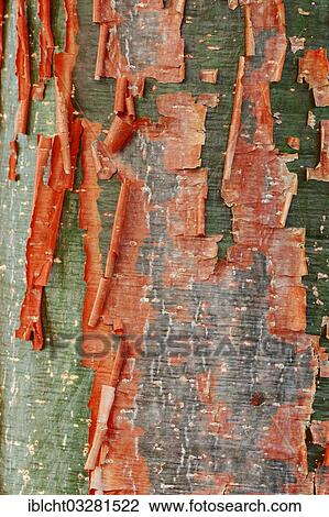 "Gumbo-limbo, Copperwood or Chaca (Bursera simaruba), detail of bark, Sanibel Island, Florida, United States, North America" View Large Photo Image Stock Image - "Gumbo-limbo, Copperwood or Chaca (Bursera simaruba), detail of bark, Sanibel Island, Florida, United States, North America". Fotosearch