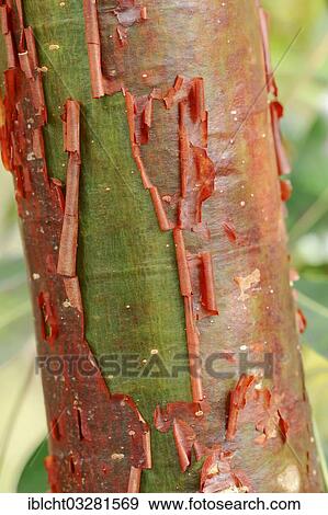Stock Photo - "Gumbo-limbo, Copperwood or Chaca (Bursera simaruba), detail of bark, Sanibel Island, Florida, United States, North America". Fotosearch