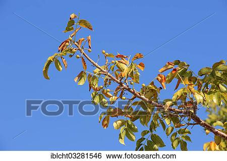 "Gumbo-limbo, Copperwood or Chaca (Bursera simaruba), branch with fruit, Sanibel Island, Florida, United States, North America" View Large Photo Image Stock Photograph - "Gumbo-limbo, Copperwood or Chaca (Bursera simaruba), branch with fruit, Sanibel Island, Florida, United States, North America". Fotosearch