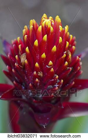 "Guzmania (Guzmania conifera), bromeliad, flower, native to South America" View Large Photo Image Stock Image - "Guzmania (Guzmania conifera), bromeliad, flower, native to South America". Fotosearch