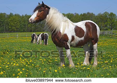 "Gypsy Cob, Irish Tinker gelding, Schleswig-Holstein, Germany, Europe" View Large Photo Image Picture - "Gypsy Cob, Irish Tinker gelding, Schleswig-Holstein, Germany, Europe". Fotosearch