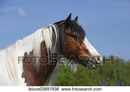 "Gypsy Cob, Irish Tinker gelding, portrait, Schleswig-Holstein, Germany, Europe" View Large Photo Image Stock Photo - "Gypsy Cob, Irish Tinker gelding, portrait, Schleswig-Holstein, Germany, Europe". Fotosearch