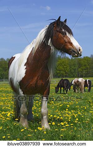 "Gypsy Cob, Irish Tinker gelding, Schleswig-Holstein, Germany, Europe" View Large Photo Image Stock Photo - "Gypsy Cob, Irish Tinker gelding, Schleswig-Holstein, Germany, Europe". Fotosearch