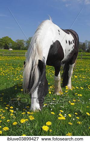 "Gypsy Cob, Irish Tinker, Schleswig-Holstein, Germany, Europe" View Large Photo Image Stock Photo - "Gypsy Cob, Irish Tinker, Schleswig-Holstein, Germany, Europe". Fotosearch