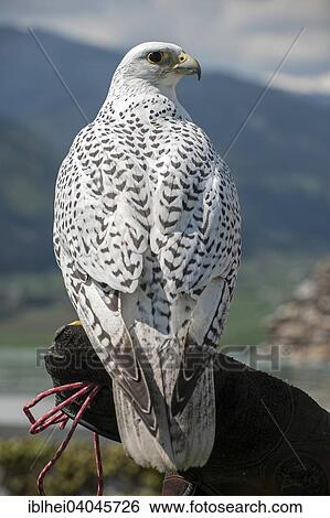 Stock Photograph - "Gyrfalcon (Falco rusticolus), captive, Carinthia, Austria, Europe". Fotosearch