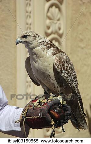 "Gyrfalcon (Falco rusticolus) on the hand of a falconer, in Anantara Qasr Al Sarab Hotel, Rub al Khali, Emirate of Abu Dhabi, United Arab Emirates, Asia" View Large Photo Image Stock Photography - "Gyrfalcon (Falco rusticolus) on the hand of a falconer, in Anantara Qasr Al Sarab Hotel, Rub al Khali, Emirate of Abu Dhabi, United Arab Emirates, Asia". Fotosearch