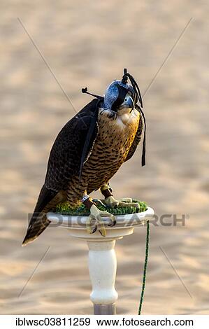 "Gyrfalcon(Falco rusticolus), hunting bird with hood, desert, Dubai, United Arab Emirates, Asia" View Large Photo Image Stock Photo - "Gyrfalcon(Falco rusticolus), hunting bird with hood, desert, Dubai, United Arab Emirates, Asia". Fotosearch