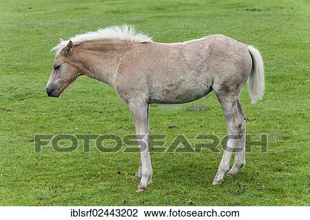 "Haflinger foal at pasture, County Clare, Ireland, Europe" View Large Photo Image Stock Image - "Haflinger foal at pasture, County Clare, Ireland, Europe". Fotosearch