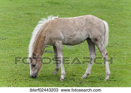 "Haflinger foal at pasture, County Clare, Ireland, Europe" View Large Photo Image Stock Image - "Haflinger foal at pasture, County Clare, Ireland, Europe". Fotosearch