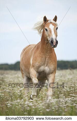 Haflinger gelding galloping on meadow with flowers View Large Photo Image Stock Image - Haflinger gelding galloping on meadow with flowers. Fotosearch