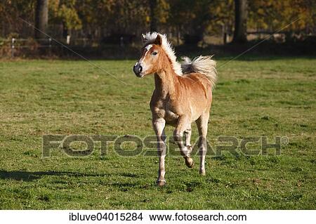 "Haflinger horse, filly running" View Large Photo Image Picture - "Haflinger horse, filly running". Fotosearch