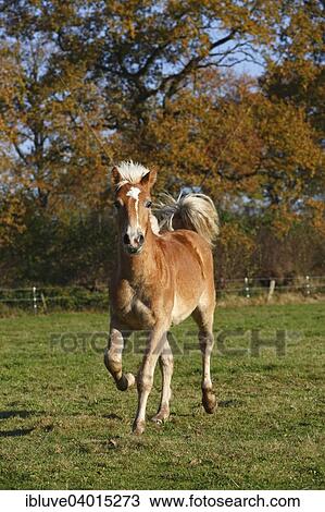 "Haflinger horse, filly running" View Large Photo Image Stock Image - "Haflinger horse, filly running". Fotosearch