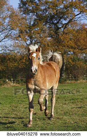 "Haflinger horse, filly running" View Large Photo Image Stock Photo - "Haflinger horse, filly running". Fotosearch