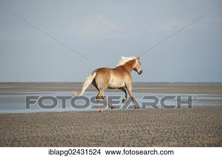 "Haflinger horse galloping along the beach, St. Peter-Ording, Schleswig-Holstein, Germany, Europe" View Large Photo Image Picture - "Haflinger horse galloping along the beach, St. Peter-Ording, Schleswig-Holstein, Germany, Europe". Fotosearch