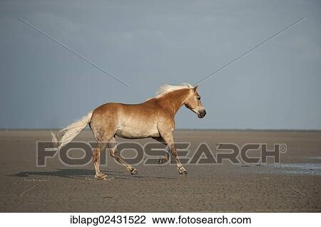 Stock Image - "Haflinger horse galloping along the beach, St. Peter-Ording, Schleswig-Holstein, Germany, Europe". Fotosearch
