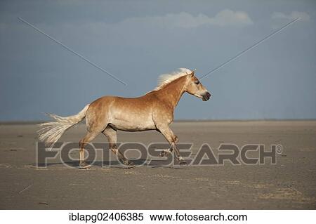 Haflinger horse galloping along the beach View Large Photo Image Stock Photography - Haflinger horse galloping along the beach. Fotosearch