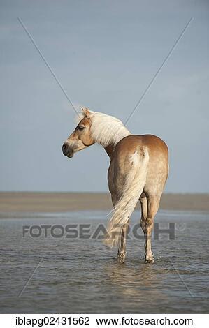 "Haflinger horse on the beach, St. Peter-Ording, Schleswig-Holstein, Germany, Europe" View Large Photo Image Stock Image - "Haflinger horse on the beach, St. Peter-Ording, Schleswig-Holstein, Germany, Europe". Fotosearch