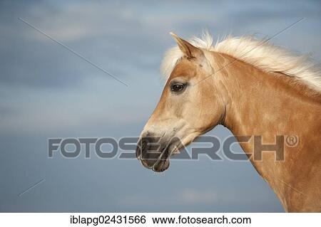 Stock Photograph - "Haflinger horse, portrait, Sankt Peter-Ording, Schleswig-Holstein, Germany, Europe". Fotosearch