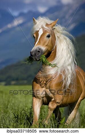 Stock Photography - "Haflinger mare, blonde sorrel, galloping with grass in its mouth, Austria, Europe". Fotosearch