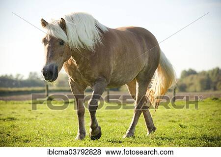 Haflinger mare in the meadow View Large Photo Image Stock Photo - Haflinger mare in the meadow. Fotosearch