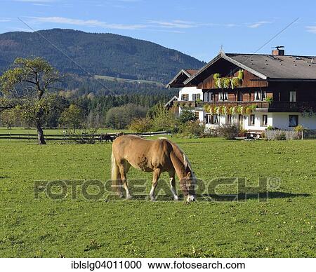 "Haflinger on pasture in front of farm house in the Bavarian style with wooden top, balcony with floral decorations in Fischbachau, Leitzachtal, Bavaria, Germany, Europe" View Large Photo Image Stock Image - "Haflinger on pasture in front of farm house in the Bavarian style with wooden top, balcony with floral decorations in Fischbachau, Leitzachtal, Bavaria, Germany, Europe". Fotosearch