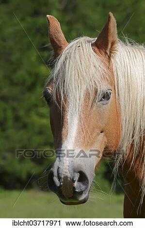 Stock Image - "Haflinger, portrait, Bavaria, Germany, Europe". Fotosearch