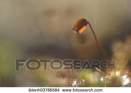 "Hair Cap Moss (Polytrichum formosum), Emsland, Lower Saxony, Germany, Europe" View Large Photo Image Picture - "Hair Cap Moss (Polytrichum formosum), Emsland, Lower Saxony, Germany, Europe". Fotosearch
