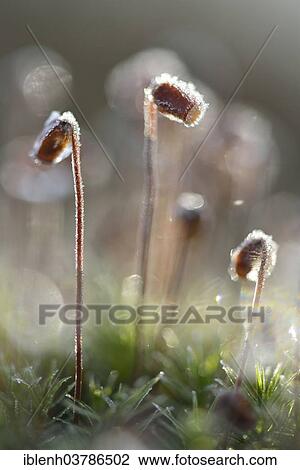 "Hair Cap Moss (Polytrichum formosum), Emsland, Lower Saxony, Germany, Europe" View Large Photo Image Stock Image - "Hair Cap Moss (Polytrichum formosum), Emsland, Lower Saxony, Germany, Europe". Fotosearch